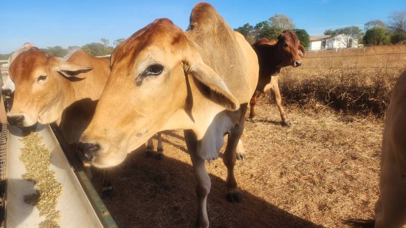 Cows